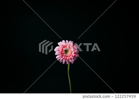 A single pink gerbera with water droplets on a black background 122257459