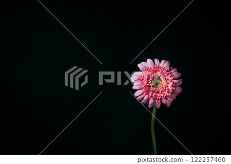 A single pink gerbera with water droplets on a black background 122257460