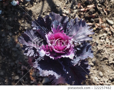 Purple peony leaves bathed in sunlight Purple peony leaves bathed in sunlight 122257482