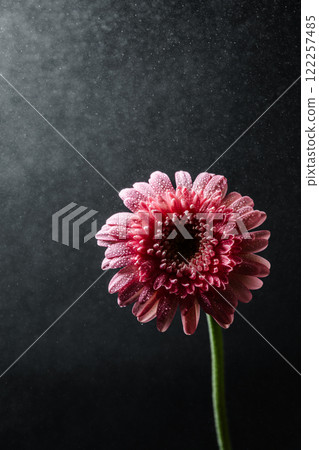 A pink gerbera bathed in mist on a black background 122257485