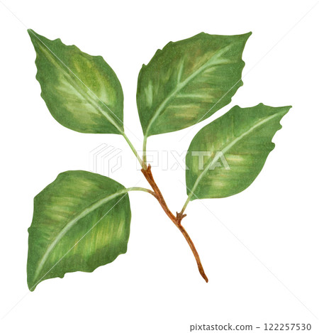 A branch with apple tree leaves. Watercolor and marker illustration. Hand drawn isolated art. Botanical green branch. Fruit foliage sketch for design decoration. Plant with greenery. 122257530