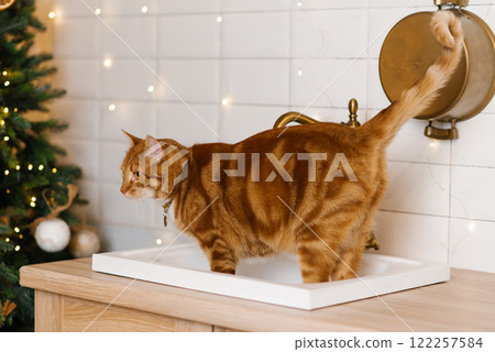 Cute cat is standing on a sink in front of a Christmas tree 122257584