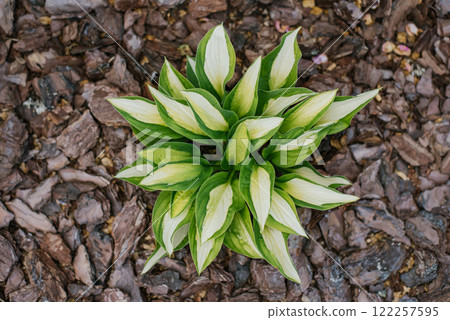 Gypsy Rose host in the garden in summer. Plant is mulched with pine bark Gypsy Rose host in the garden in summer. Plant is mulched with pine bark 122257595