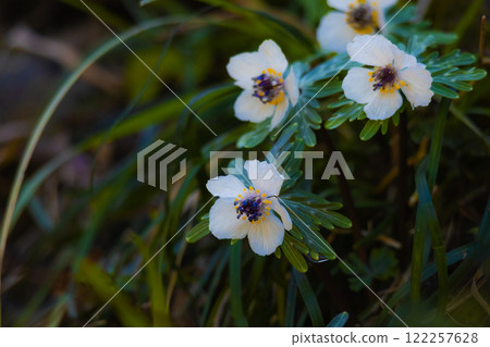 Setsubunso 122257628