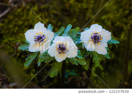 Setsubunso 122257630