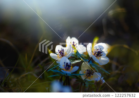 Setsubunso Setsubunso 122257632