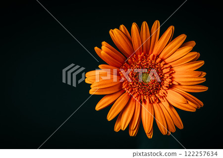 黑色背景特寫橙色非洲菊 黑色背景特寫橙色非洲菊 122257634