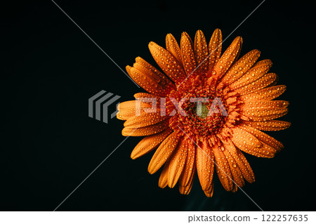 黑色背景特寫橙色非洲菊 黑色背景特寫橙色非洲菊 122257635