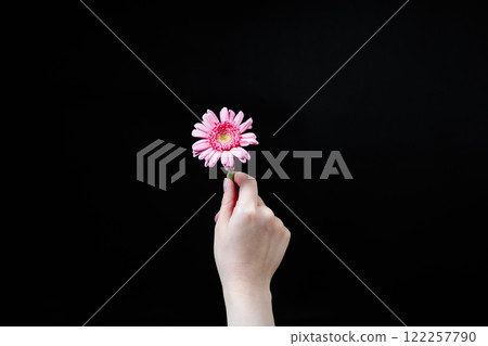 Black background: A woman holding a single gerbera Black background: A woman holding a single gerbera 122257790