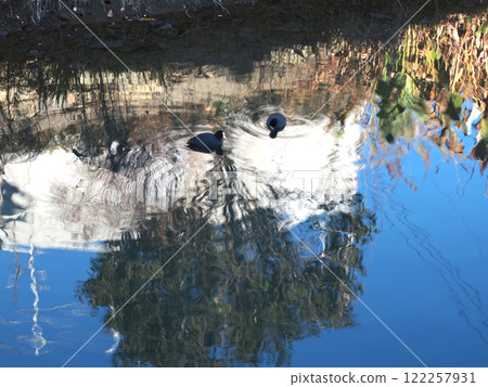 "Swim..." "Splash..." (Two coots floating on the Enokuchi River) "Swim..." "Splash..." (Two coots floating on the Enokuchi River) 122257931