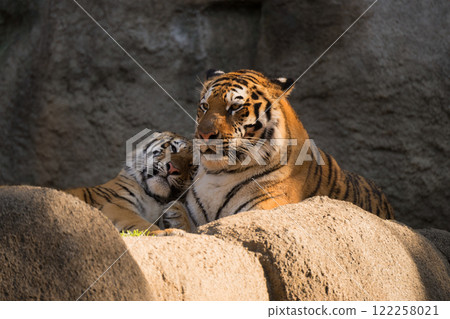 Amur tiger girl cuddling with her mother 122258021