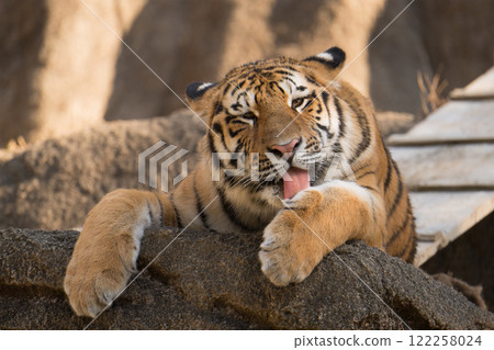 Amur tiger grooming 122258024