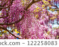 Pink wisteria flowers blooming on a sunny day 122258083