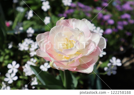 白粉紅雙花鬱金香 白粉紅雙花鬱金香 122258188