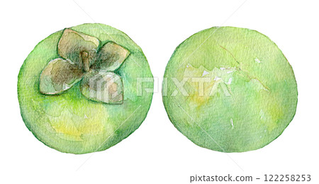 Watercolor illustration: still green persimmon 122258253