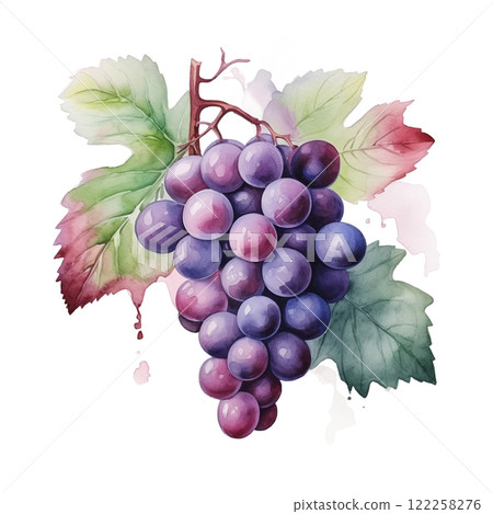 Watercolor purple grape cluster with green leaves and vine, isolated on white background. 122258276