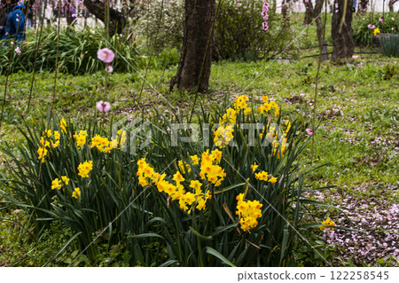 Yellow daffodils blooming in spring 122258545