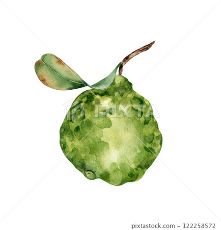 Kaffir lime on leafy sprig watercolor illustration isolated. Citrus fruit and artistic leaf hand painted. Bergamot plant drawing. Green fruits botanical sketch for packaging, kitchen decor, label. 122258572