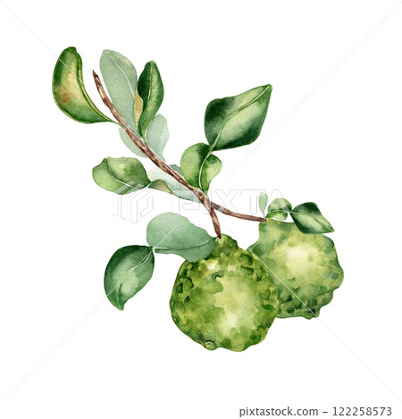 Ripe bergamot on branch by watercolor illustration isolated. Leaves of citrus tree and fruits hand drawn. Leafy Sprig of fragrant fruit painted in botanical sketch for packaging, kitchen decor, label. 122258573