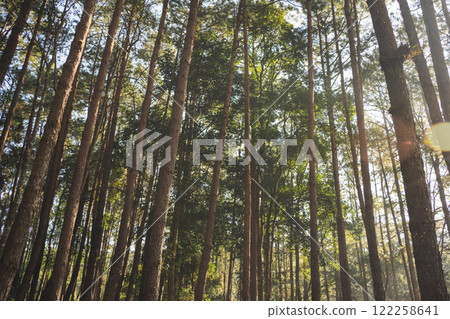 travel and people activity concept with hiking in tropical forest with pine tree on mountain 122258641