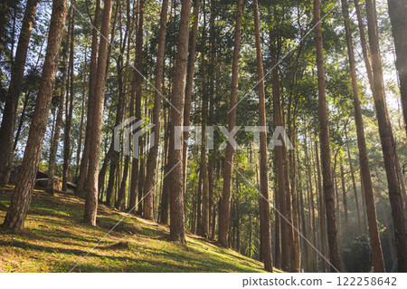 travel and people activity concept with hiking in tropical forest with pine tree on mountain 122258642