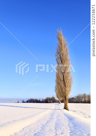 北海道美瑛町赤羽山的冬季景觀與楊樹 北海道美瑛町赤羽山的冬季景觀與楊樹 122258671