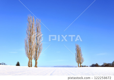 Winter scenery with poplar trees on Akabane Hill in Biei, Hokkaido Winter scenery with poplar trees on Akabane Hill in Biei, Hokkaido 122258672