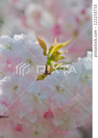 重瓣櫻花、花瓣盛開（雲南市三戶屋） 122258718