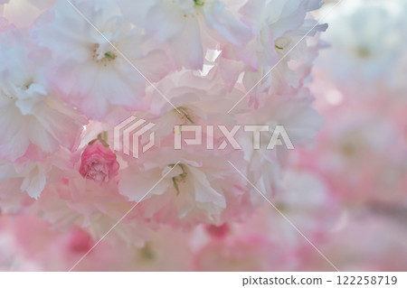 Double cherry blossoms in full bloom (Mitoya, Unnan City) Double cherry blossoms in full bloom (Mitoya, Unnan City) 122258719