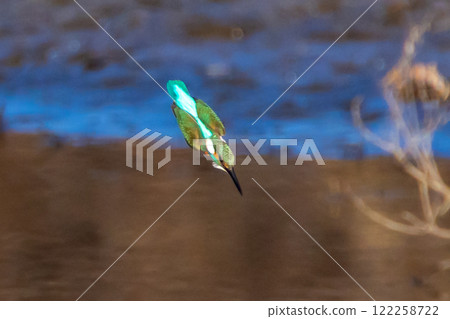 埼玉縣比企郡川町的越部川天鵝遊覽區，翠鳥飛入河中捕食水中的小魚。 122258722