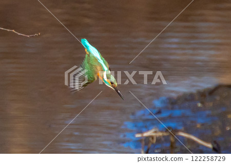 埼玉縣比企郡川町的越部川天鵝遊覽區，翠鳥飛入河中捕食水中的小魚。 122258729