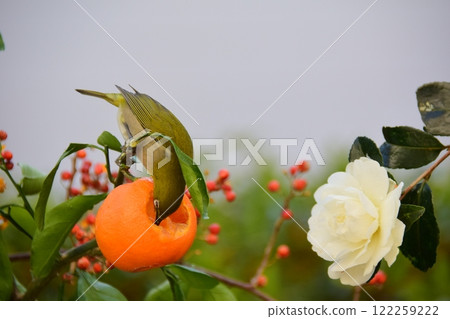 繡眼鳥玩耍的冬季花園。 繡眼鳥玩耍的冬季花園。 122259222