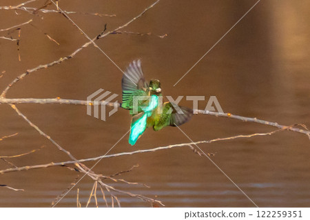 埼玉縣比企郡川町的越部川天鵝遊覽區，一隻翠鳥展開翅膀棲息在河床的樹枝上。 122259351