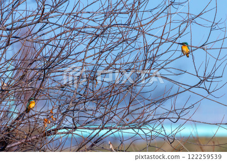 埼玉縣比企郡川島町小志部川天鵝棲息地，兩隻翠鳥棲息在河岸的樹枝上 122259539