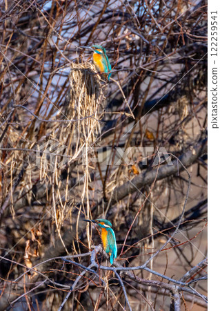 Two kingfishers perched on a branch along the river bank, Koshibe River Swan Landing Site, Kawashima Town, Hiki District, Saitama Prefecture Two kingfishers perched on a branch along the river bank, Koshibe River Swan Landing Site, Kawashima Town, Hiki District, Saitama Prefecture 122259541