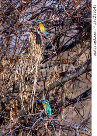 Two kingfishers perched on a branch along the river bank, Koshibe River Swan Landing Site, Kawashima Town, Hiki District, Saitama Prefecture Two kingfishers perched on a branch along the river bank, Koshibe River Swan Landing Site, Kawashima Town, Hiki District, Saitama Prefecture 122259542