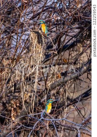 Two kingfishers perched on a branch along the river bank, Koshibe River Swan Landing Site, Kawashima Town, Hiki District, Saitama Prefecture Two kingfishers perched on a branch along the river bank, Koshibe River Swan Landing Site, Kawashima Town, Hiki District, Saitama Prefecture 122259543