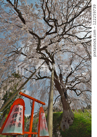 丹貝垂枝櫻花（雲南市加茂鎮） 122259739