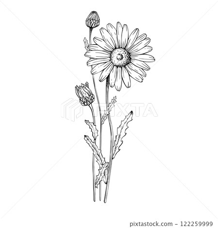 Composition with blooming wildflower daisy. Hand drawn vector illustration. Contour drawing. Sketch painted by black inks. Black line on white isolated background. For clip art card logo package 122259999