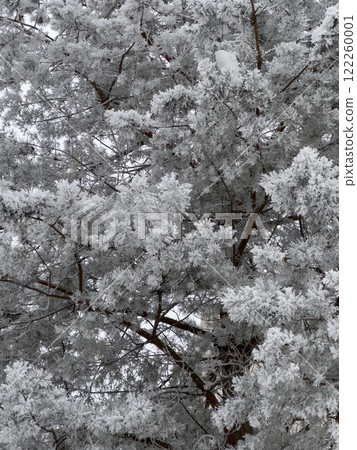 Snow-Covered Tree in Winter Landscape Snow-Covered Tree in Winter Landscape 122260001