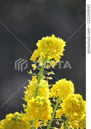 Rape blossoms 122260045