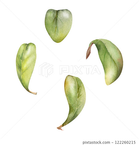 Green leaves of bush tree flower foliage, cranberry lingonberry boxwood blueberry hand drawn in watercolor. Isolated botanical illustration. Wedding, florist shop, scrapbooking, decoupage, cosmetics Green leaves of bush tree flower foliage, cranberry lingonberry boxwood blueberry hand drawn in watercolor. Isolated botanical illustration. Wedding, florist shop, scrapbooking, decoupage, cosmetics 122260215