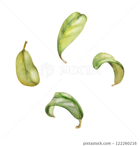 Green leaves of flower, bush tree foliage hand drawn in watercolor, cranberry lingonberry boxwood blueberry. Isolated botanical illustration. Wedding, florist shop, scrapbooking, decoupage, cosmetics 122260216