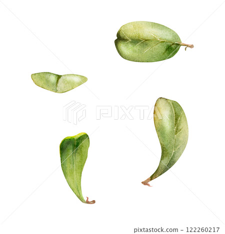 Green leaves of bush tree flower foliage hand drawn in watercolor, cranberry lingonberry boxwood blueberry. Isolated botanical illustration. Wedding, florist shop, scrapbooking, decoupage, cosmetics 122260217