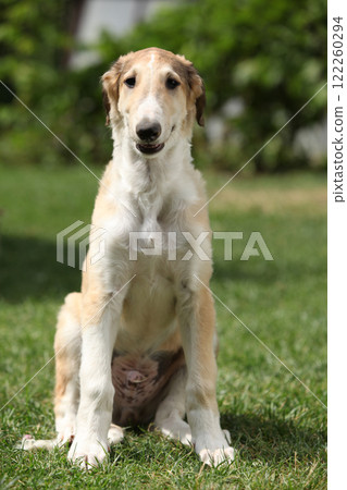 Amazing puppy of Borzoi sitting on the grass Amazing puppy of Borzoi sitting on the grass 122260294