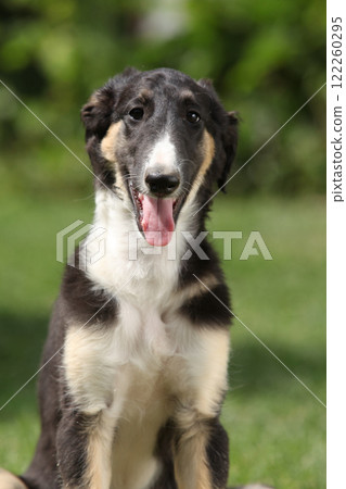 Amazing puppy of Borzoi sitting on the grass Amazing puppy of Borzoi sitting on the grass 122260295