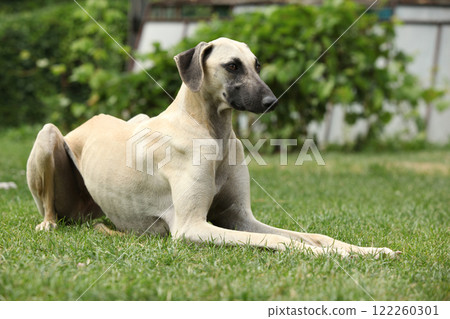 Sloughi or Arabian Greyhound 122260301