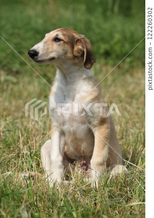 Amazing puppy of Borzoi sitting on the grass 122260302