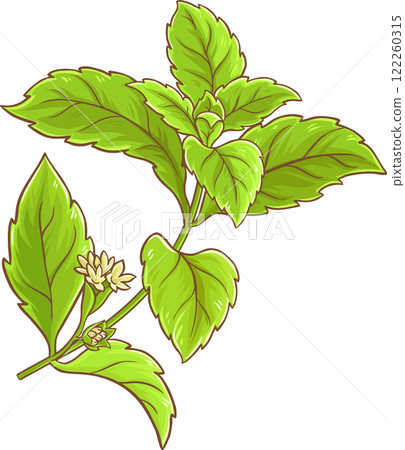 Stevia Branch Plant with Flowers and Leaves ColoredIllustration. Natural sweetener for health care, sugar substitute. Dietary supplement.  122260315