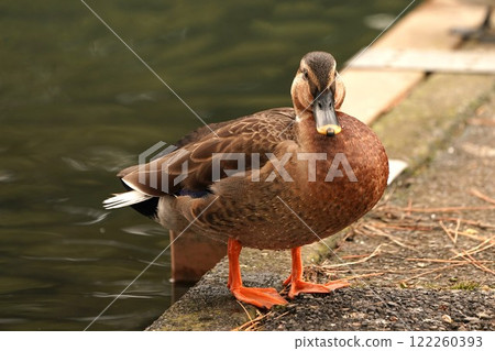 Spot-breed Duck Hybrid Spot-breed Duck Hybrid 122260393